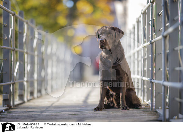 Labrador Retriever / Labrador Retriever / MAH-03983