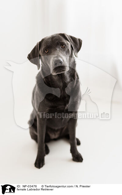 Labrador Retriever Hndin / female Labrador Retriever / NP-03476