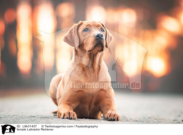 female Labrador Retriever / LM-01457
