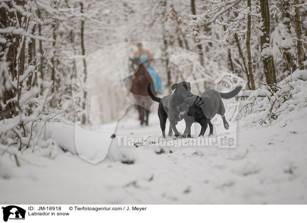 Labrador in snow / JM-18918