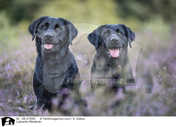 Labrador Retriever / Labrador Retriever / SE-01694