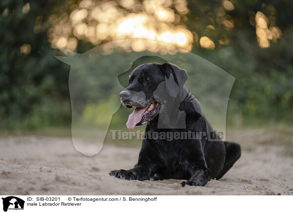 male Labrador Retriever / SIB-03201