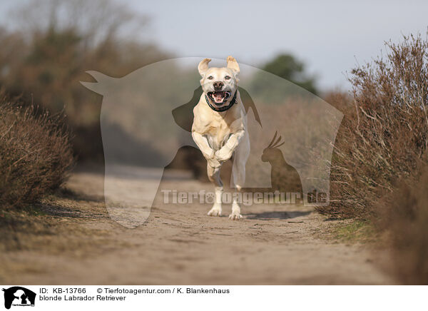 gelber Labrador Retriever / blonde Labrador Retriever / KB-13766