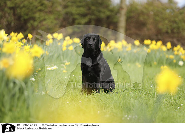 schwarzer Labrador Retriever / black Labrador Retriever / KB-14079