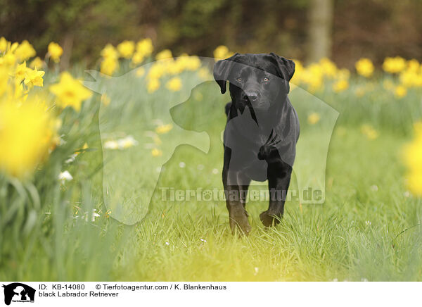 schwarzer Labrador Retriever / black Labrador Retriever / KB-14080