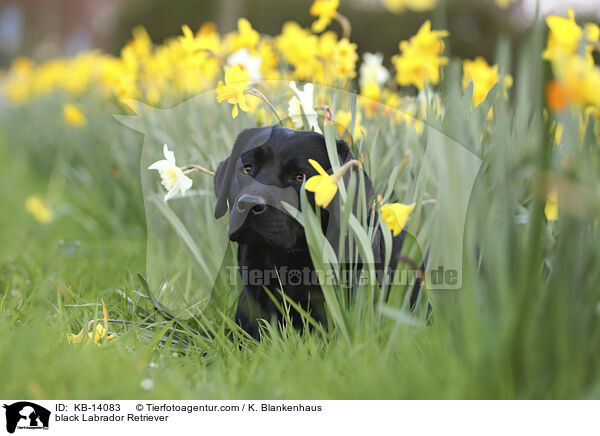 schwarzer Labrador Retriever / black Labrador Retriever / KB-14083