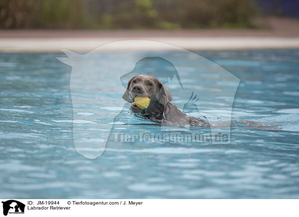 Labrador Retriever / Labrador Retriever / JM-19944