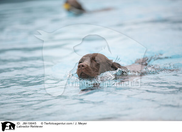 Labrador Retriever / Labrador Retriever / JM-19945