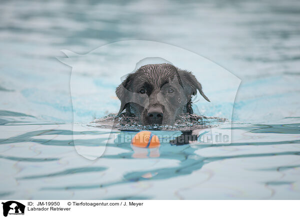 Labrador Retriever / Labrador Retriever / JM-19950