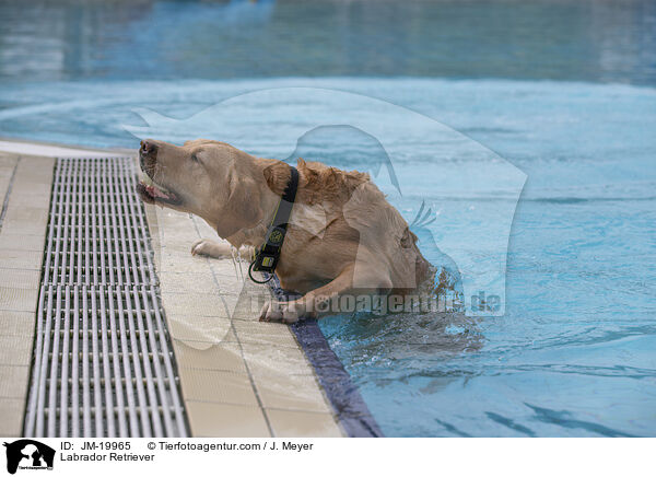 Labrador Retriever / Labrador Retriever / JM-19965