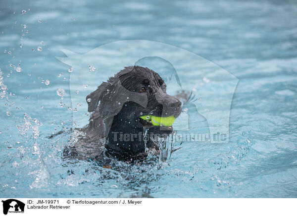 Labrador Retriever / Labrador Retriever / JM-19971