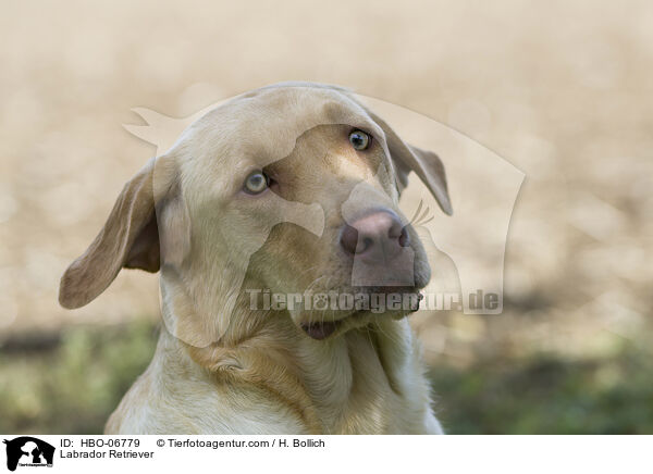 Labrador Retriever / Labrador Retriever / HBO-06779