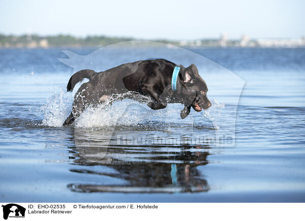 Labrador Retriever / Labrador Retriever / EHO-02535