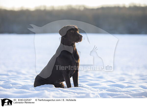 Labrador Retriever / Labrador Retriever / EHO-02547