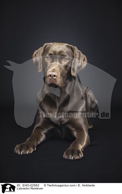 Labrador Retriever / Labrador Retriever / EHO-02562