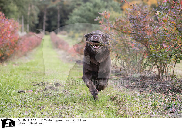 Labrador Retriever / Labrador Retriever / JM-21525