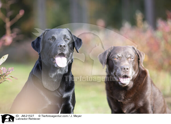 Labrador Retriever / Labrador Retriever / JM-21527