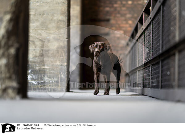 Labrador Retriever / Labrador Retriever / SAB-01044