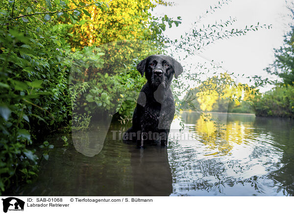 Labrador Retriever / Labrador Retriever / SAB-01068