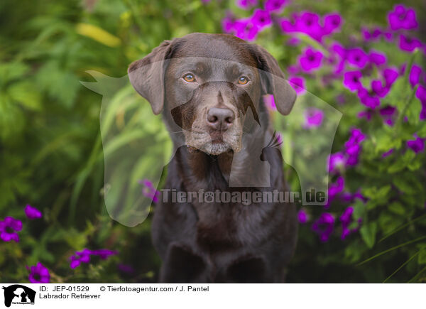 Labrador Retriever / Labrador Retriever / JEP-01529