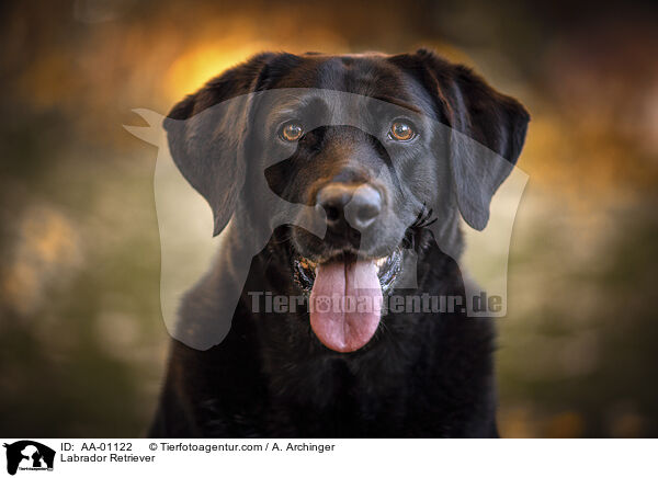 Labrador Retriever / Labrador Retriever / AA-01122