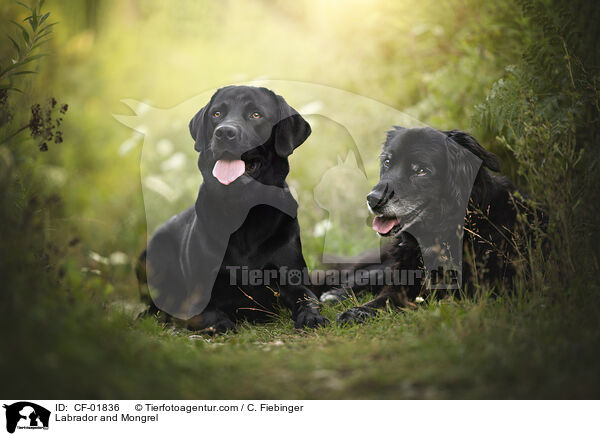 Labrador and Mongrel / CF-01836