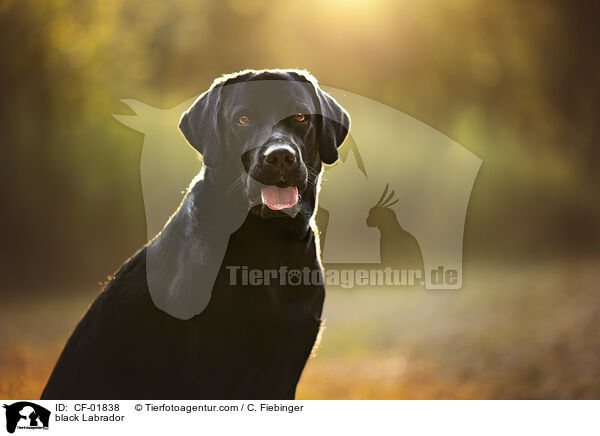 schwarzer Labrador / black Labrador / CF-01838