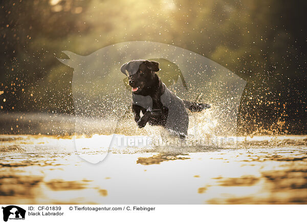 schwarzer Labrador / black Labrador / CF-01839