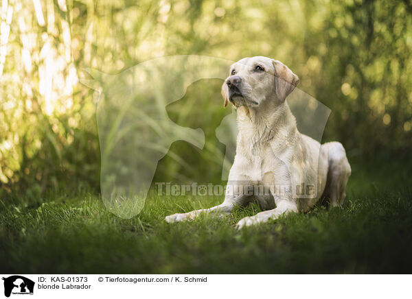 blonder Labrador / blonde Labrador / KAS-01373