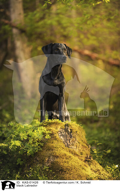 schwarzer Labrador / black Labrador / KAS-01426