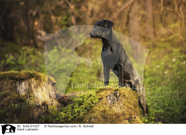 schwarzer Labrador / black Labrador / KAS-01427