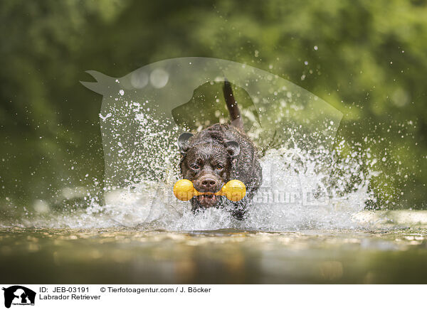 Labrador Retriever / Labrador Retriever / JEB-03191