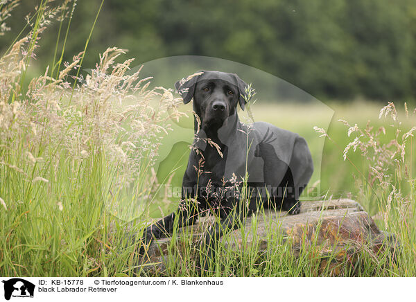 schwarzer Labrador Retriever / black Labrador Retriever / KB-15778