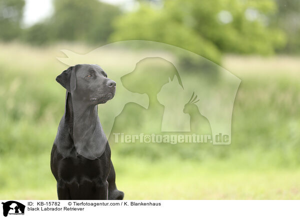 schwarzer Labrador Retriever / black Labrador Retriever / KB-15782