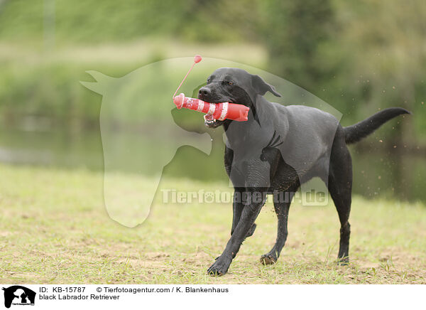 schwarzer Labrador Retriever / black Labrador Retriever / KB-15787