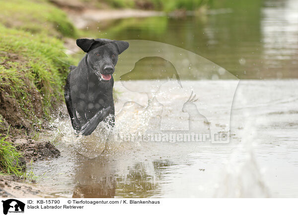 schwarzer Labrador Retriever / black Labrador Retriever / KB-15790