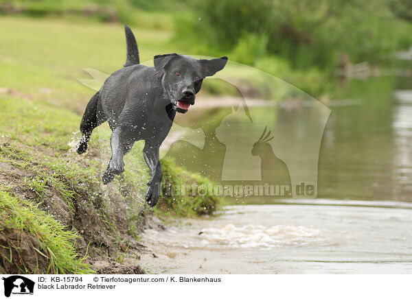 schwarzer Labrador Retriever / black Labrador Retriever / KB-15794