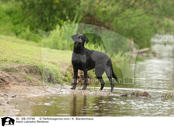 schwarzer Labrador Retriever / black Labrador Retriever / KB-15796