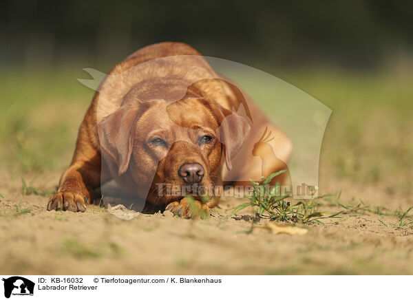 Labrador Retriever / Labrador Retriever / KB-16032