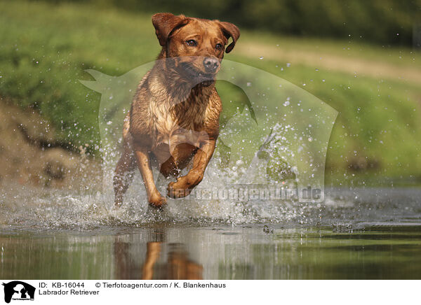 Labrador Retriever / Labrador Retriever / KB-16044