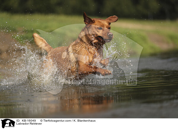 Labrador Retriever / Labrador Retriever / KB-16049