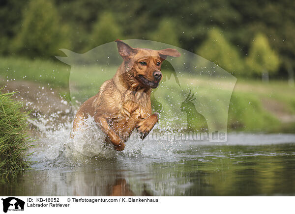 Labrador Retriever / Labrador Retriever / KB-16052