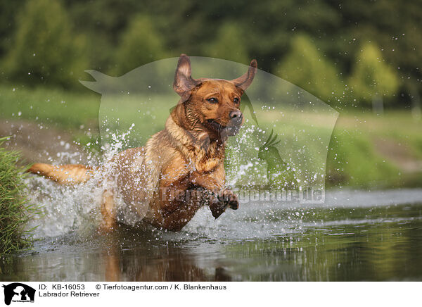 Labrador Retriever / Labrador Retriever / KB-16053