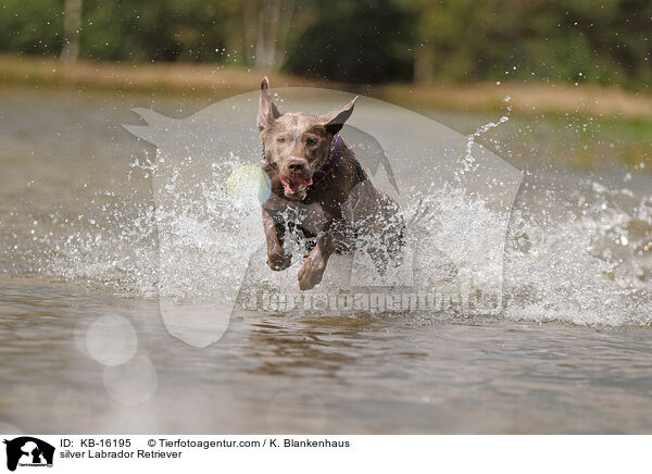 silberner Labrador Retriever / silver Labrador Retriever / KB-16195