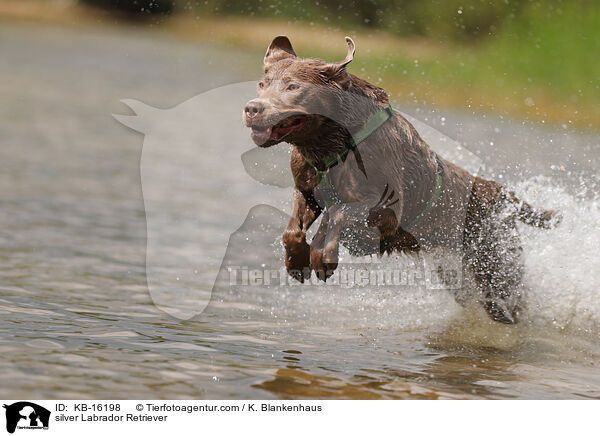 silberner Labrador Retriever / silver Labrador Retriever / KB-16198