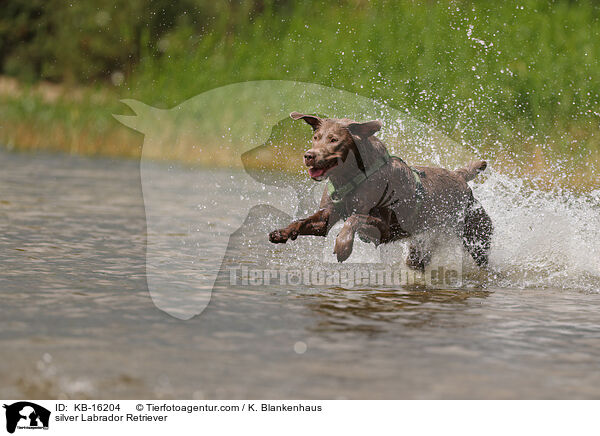 silberner Labrador Retriever / silver Labrador Retriever / KB-16204