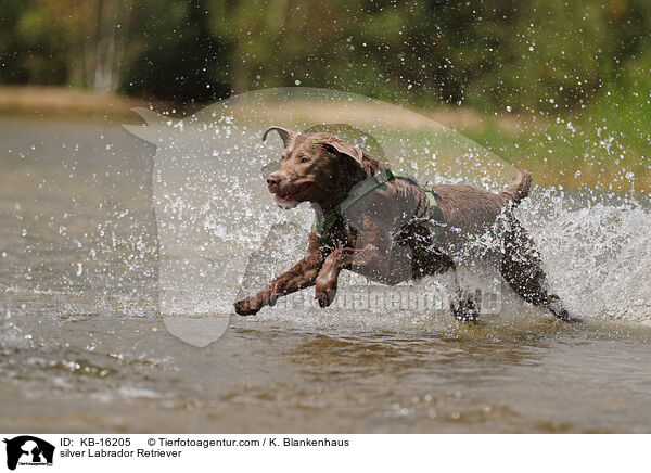 silberner Labrador Retriever / silver Labrador Retriever / KB-16205