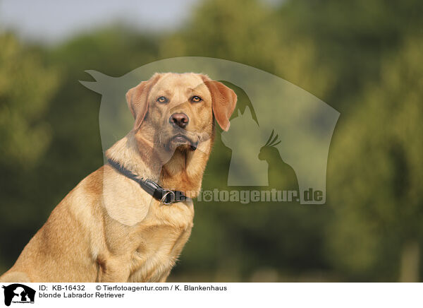 blonder Labrador Retriever / blonde Labrador Retriever / KB-16432