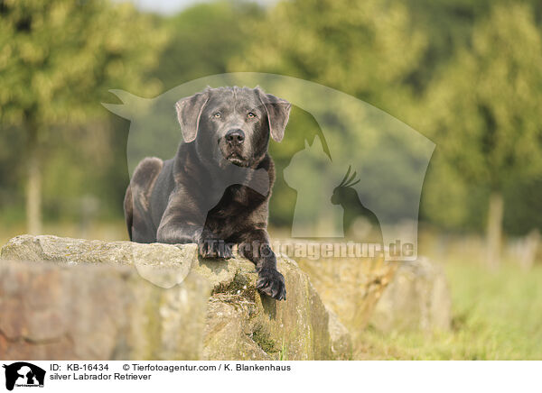 silberner Labrador Retriever / silver Labrador Retriever / KB-16434