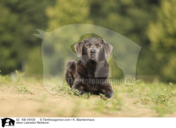 silberner Labrador Retriever / silver Labrador Retriever / KB-16436